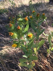 Grindelia integrifolia