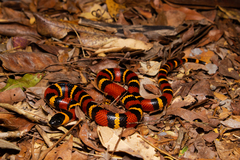 Lampropeltis abnorma