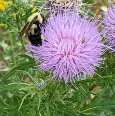 Bombus bimaculatus