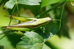 Oxya japonica