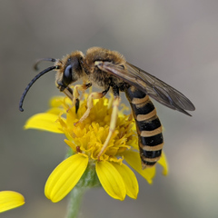 Halictus scabiosae