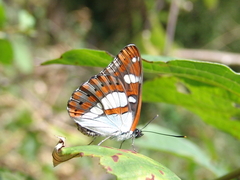 Limenitis reducta