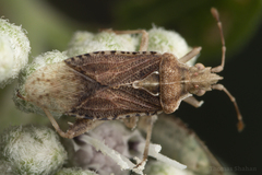 Rhopalidae