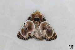 Thyatirodes godalma