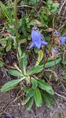 Campanula barbata