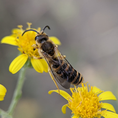 Halictus scabiosae