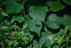 Pyrginae