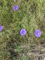 Ipomoea ternifolia