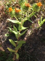 Grindelia integrifolia