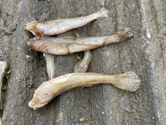 Acanthogobius flavimanus