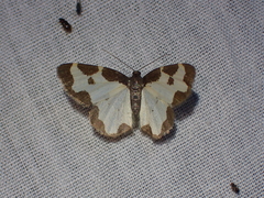Lomaspilis marginata