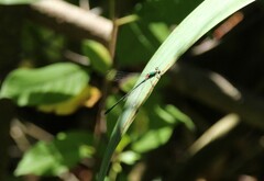 Chalcolestes viridis