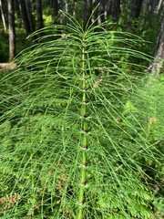 Equisetum
