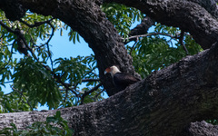 Caracara plancus cheriway