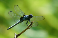 Orthetrum melania melania
