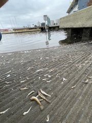Acanthogobius flavimanus