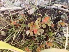 Weinmannia fagaroides