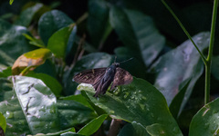 Eudaminae
