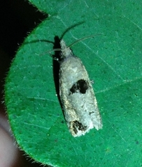 Eucosma tomonana
