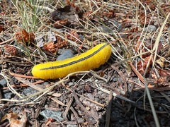 Cimbicidae