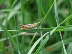 Chorthippus dorsatus