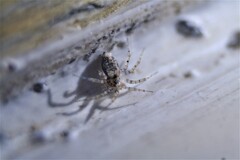 Oecobius maculatus