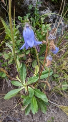Campanula barbata
