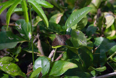 Eudaminae