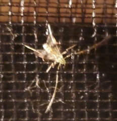 Psectrotanypus dyari