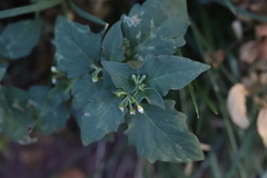 Solanum nigrum