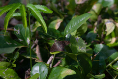 Eudaminae