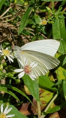 Pieris oleracea