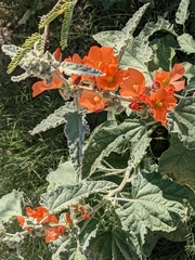 Sphaeralcea ambigua