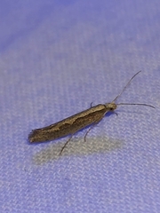 Plutella xylostella