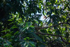 Myiodynastes maculatus