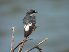 Tachycineta albilinea