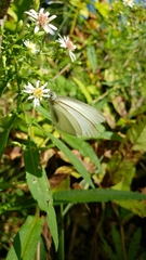Pieris oleracea