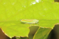 Graphocephala versuta