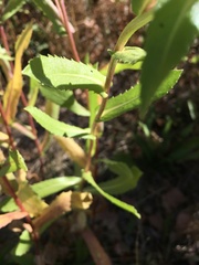 Grindelia integrifolia