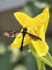 Ocyptamus fuscipennis