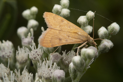 Pyraustini