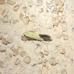 Acontiinae