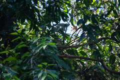 Myiodynastes maculatus