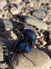 Cysteodemus wislizeni