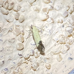 Acontiinae
