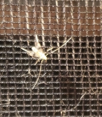 Psectrotanypus dyari