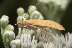 Pyraustini