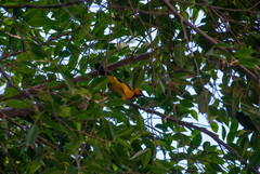 Icterus nigrogularis