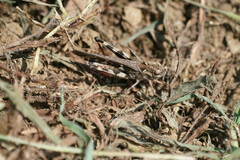 Oedaleus infernalis