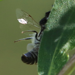 Megachile campanulae